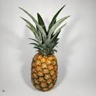 Ananas bateau 