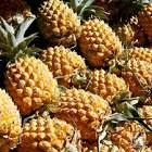 Ananas victoria Réunion 