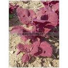 Jeune pousse arroche 1 kg France 