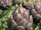 Artichaut violet 6kg Provence 