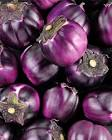 Aubergine ronde Italie 