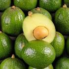 Avocat tropical Brésil 