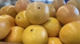 Pomelos cal 40 Afrique du sud 