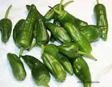 Poivron de padron Espagne/Maroc 