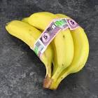 Banane p14 bio Ghana 