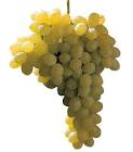 Raisin blanc sans pépin  thomson ou primesee imp 