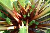 Rhubarbe alle/belg/holl 