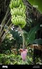 Banane savana Cameroun 