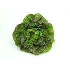 Salade rougette Provence 