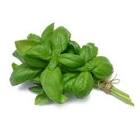 Basilic botte 30gr 