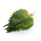 Shiso leaves Hollande 