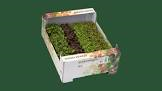 Shiso mixte 