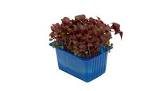 Shiso purple Hollande 