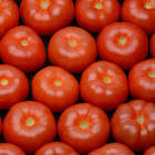 Tomate cal 67 France 