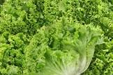Salade batavia Provence hve 