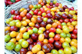 Tomate multicolore Espagne 