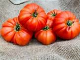Tomate marmande 4kg Provence 