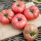 Tomate rose de Bern 