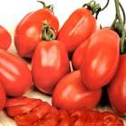 Tomate Roma Belgique/Hollande 