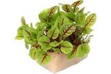 Vene cress Hollande 