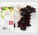 Yka leaves Hollande 