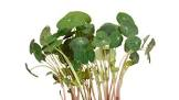 Zorry cress pays bas 