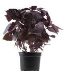 Pot de basilic pourpre Provence 