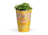 Pot de basilic petite feuille Provence 
