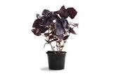 Basilic pot rouge 