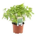 Basilic thai pot 