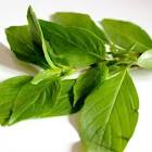 Basilic thai 100gr 