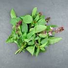 Basilic thai 30gr thailande 