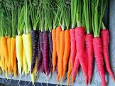 Carotte couleur Provence nouvelle 