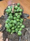 Chou de bruxelles France 1kg 