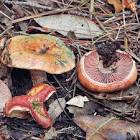 Champignon lactaire sanguin France 