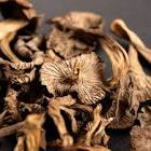 Chanterelle grise France 