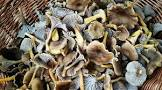 Chanterelle grise Espagne ou Suede 