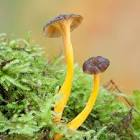 Chanterelle jaune France 