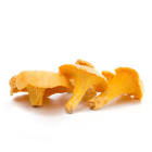 Chanterelle jaune Espagne 