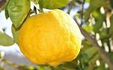 Citron yuzu Japon 