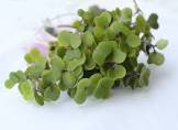Jeune pousse chou kale 125gr Italie 