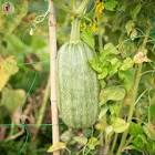 Courgette Maroc 5kg 