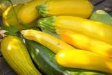 Courgette jaune cat 1 Provence 
