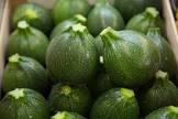 Courgette ronde Espagne 