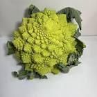 Chou romanesco cal 6 Espagne 