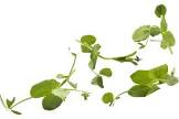 Salad pea Hollande 