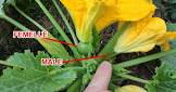 Fleur de courgette femelle ou male France ou Prove 