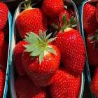 Fraise 500gr Provence 