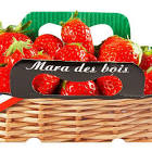 Fraise mara des bois France 250gr 
