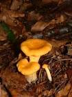 Girolle France 